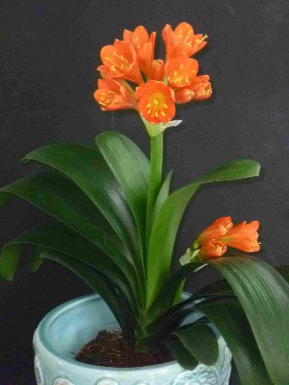 Oh Clivia - eine LEIDENSCHAFT - Oh Klivie: Clivia mit 2 Blütenständen